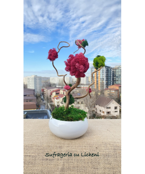 bonsai_bonbon_cod_2_13_poza_4_462662636