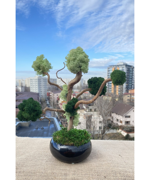 bonsai_menta_cod_2_12_poza_3_592909063