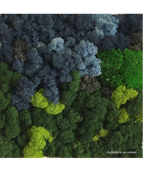 cod_1_2_14_2_tablou_padure_neagra