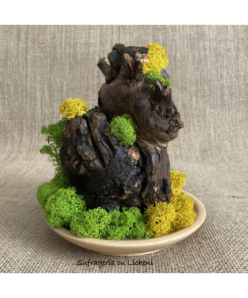 cod_4_15_radacina_galben_verde_poza_2