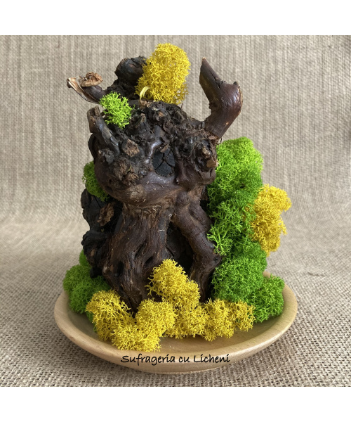 cod_4_15_radacina_galben_verde_poza_4