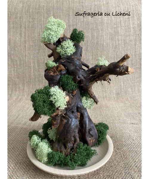 cod_4_16_radacina_mint_poza_1_1154183117