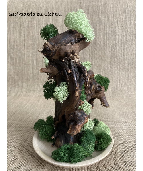 cod_4_16_radacina_mint_poza_2_2129740660