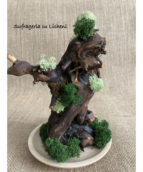 cod_4_16_radacina_mint_poza_4_1252147744