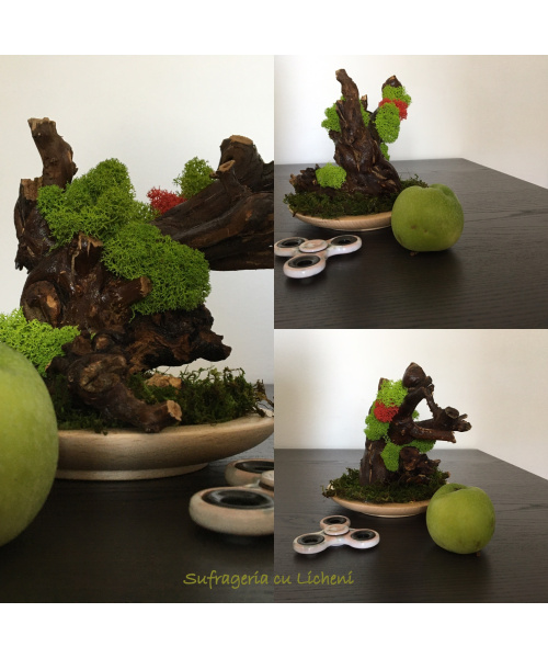 cod_4_2_radacina_poza2_1377947134