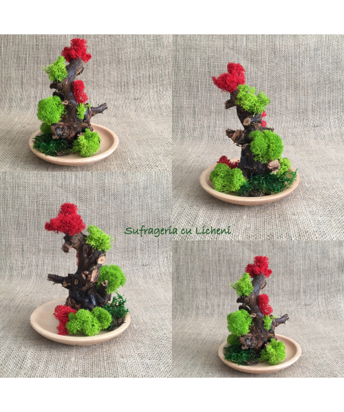 cod_4_5_poza_2_1926243827