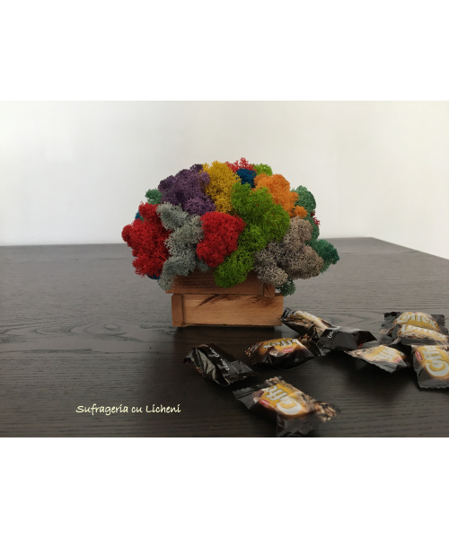 cod_6_2_2_minijardiniera_poza_1