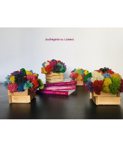 cod_6_2_2_minijardiniera_poza_2