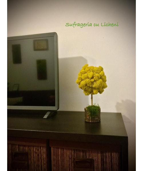 pom_galben_182022380